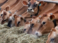 В каждой области Беларуси будут свои селекционно-племенные фермы