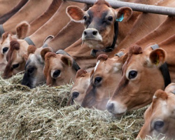 В каждой области Беларуси будут свои селекционно-племенные фермы